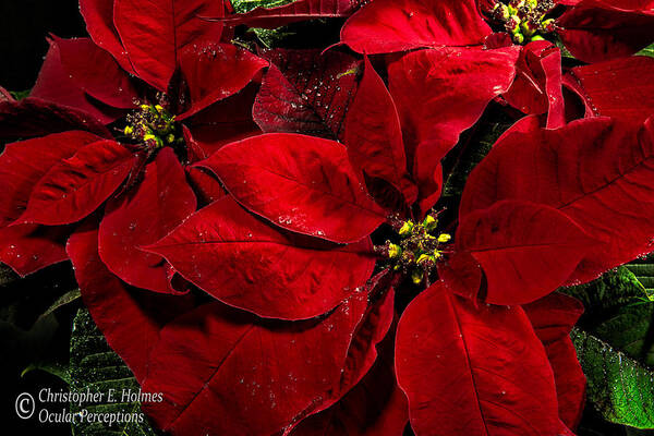 Christopher Holmes Photography Art Print featuring the photograph Pretty Poinsettias by Christopher Holmes