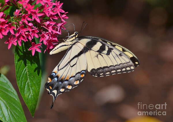 Butterfly Art Print featuring the photograph Pretty Swallowtail On Pentas by Kathy Baccari