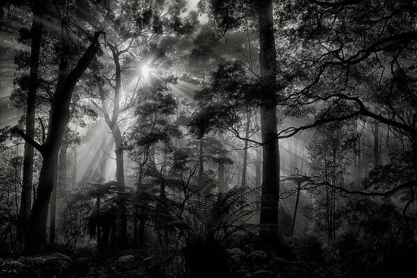 Light Art Print featuring the photograph Primary Forest by Mathilde Guillemot