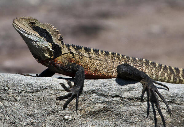 Water Dragon Art Print featuring the photograph Profile of a waterdragon by Miroslava Jurcik