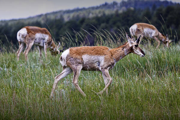 Antelope Art Print featuring the photograph Pronghorn Antelopes an a grassy ridge by Randall Nyhof