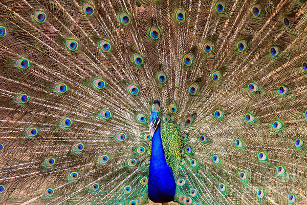 Blues Art Print featuring the photograph Proud Peacock by Geraldine DeBoer