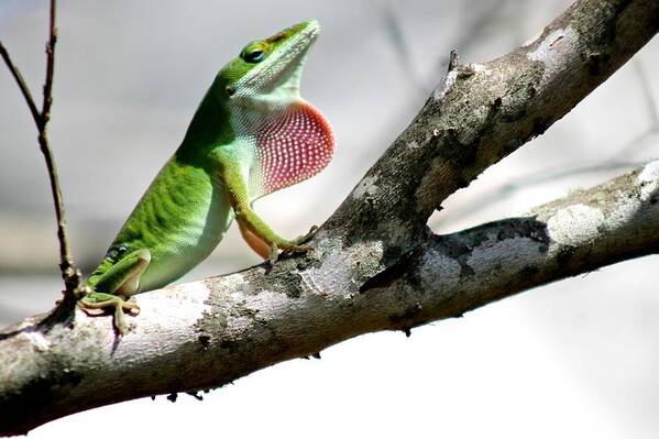 Anole Art Print featuring the photograph Proud to be Green by Jeanne Juhos