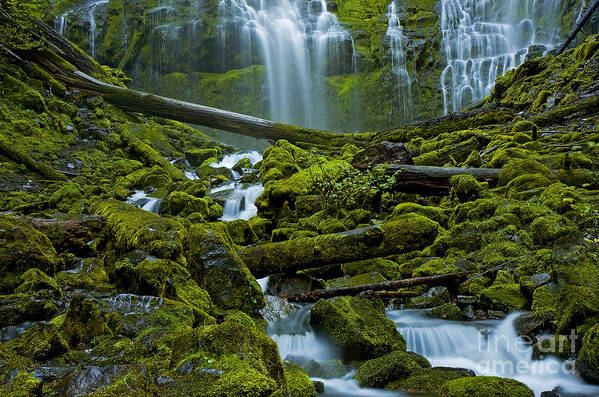 Proxy Art Print featuring the photograph Proxy Falls by Nick Boren