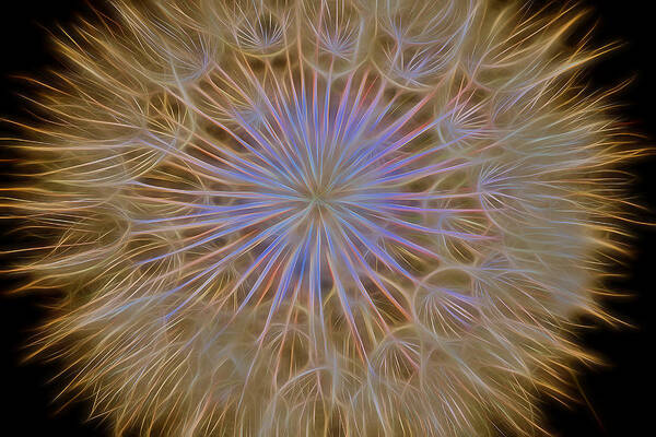 Dandelion Art Print featuring the photograph Psychedelic Dandelion Art by James BO Insogna