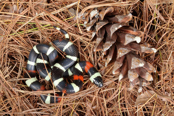 Pueblan Milksnake Art Print featuring the photograph Pueblan Milk Snake L. Triangulum by David Kenny