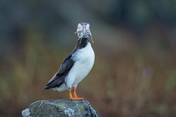 Care Art Print featuring the photograph Puffin Carrying Sandeels, Isle Of May by Mike Powles