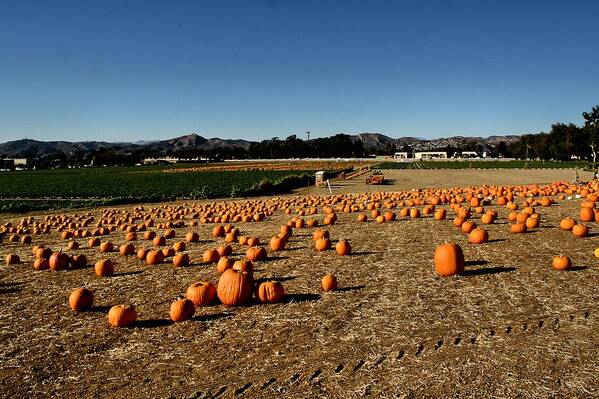 Pumpkins Art Print featuring the photograph Pumpkin Field by Michael Gordon