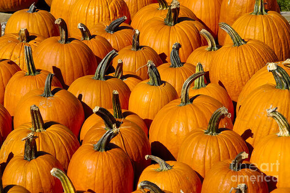 Pumpkin Art Print featuring the photograph Pumpkins by Anthony Sacco