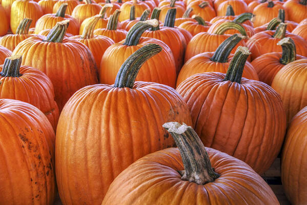 Pumpkin Art Print featuring the photograph Pumpkins Galore - Autumn - Halloween by Jason Politte