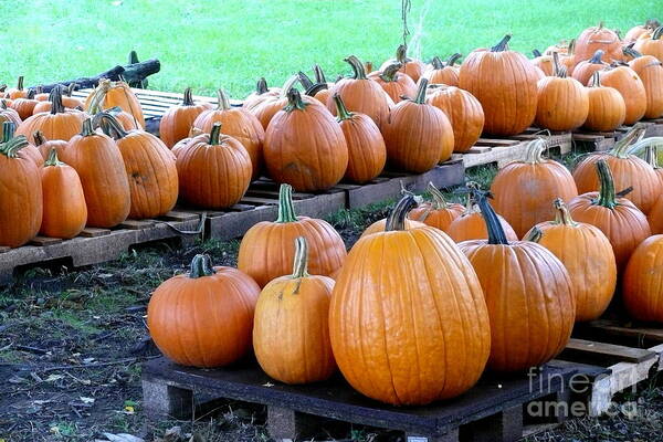 Pumpkins Art Print featuring the photograph Pumpkins Waiting by Betsy Cotton