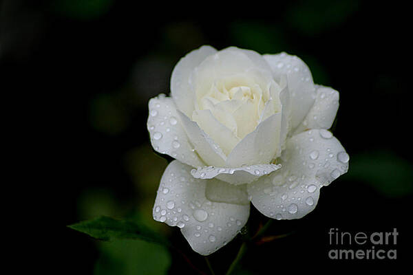 White Rose Art Print featuring the photograph Pure Heaven by Living Color Photography Lorraine Lynch