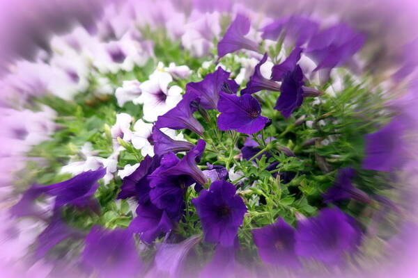 Purple Art Print featuring the photograph Purple and White Petunias by Donna Walsh