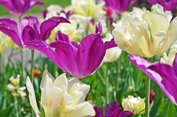 Purple Tulips Art Print featuring the photograph Purple and White Tulips by Sharon Popek