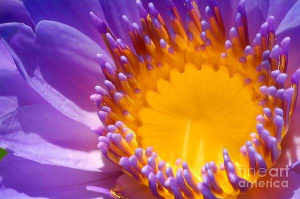 Orange Art Print featuring the photograph Purple and Yellow Water Lily Close Up by Laurent Lucuix