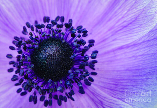 Beautiful Art Print featuring the photograph Purple anemone flower by Oscar Gutierrez