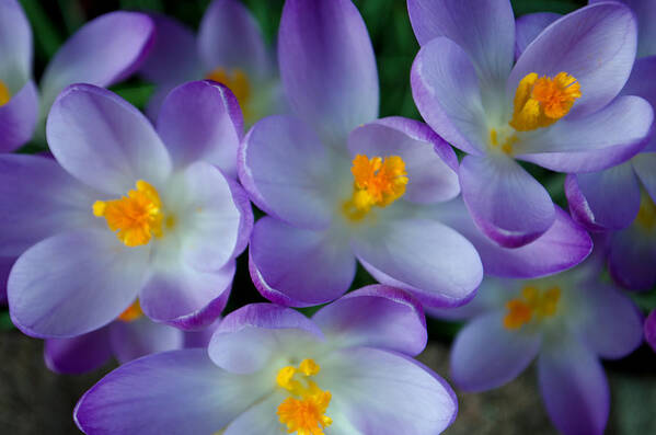 Nature Art Print featuring the photograph Purple Crocus Gems by Tikvah's Hope