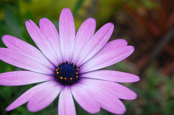 Flower Art Print featuring the photograph Purple Daisy by Amy Fose