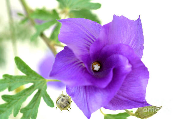 Blue Hibiscus Art Print featuring the photograph Purple Delicacy by Deb Halloran