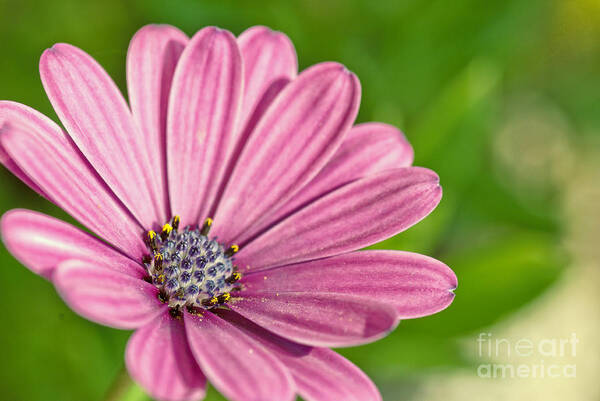 African Daisy Art Print featuring the photograph Purple african daisy by Martin Capek