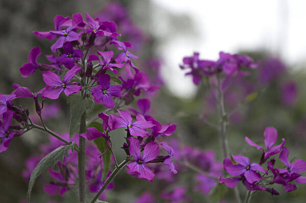 Purple Flowers Art Print featuring the photograph Purple Flowers by Sharon Popek