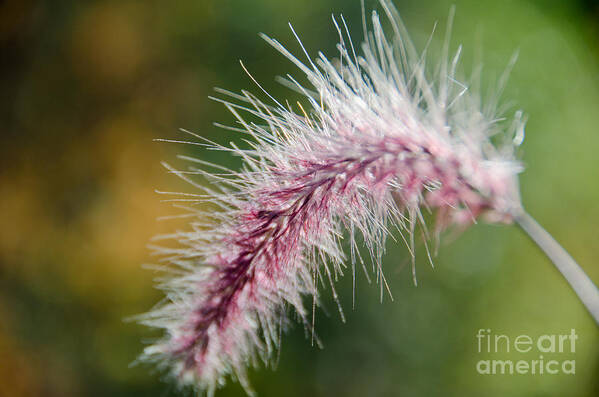 Purple Art Print featuring the photograph Purple Fountain Grass 3 by Cassie Marie Photography