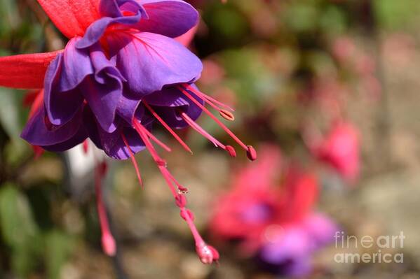 Lavender Art Print featuring the photograph Purple Fuchsia by Scott Lyons