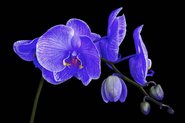 Orchid Art Print featuring the photograph Purple Haze - Orchid by Joseph Erbacher