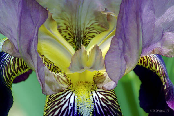 2d Art Print featuring the photograph Purple Iris by Brian Wallace