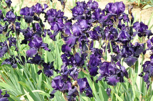Purple Flower Photography Art Print featuring the photograph Purple Iris by Diane Lent