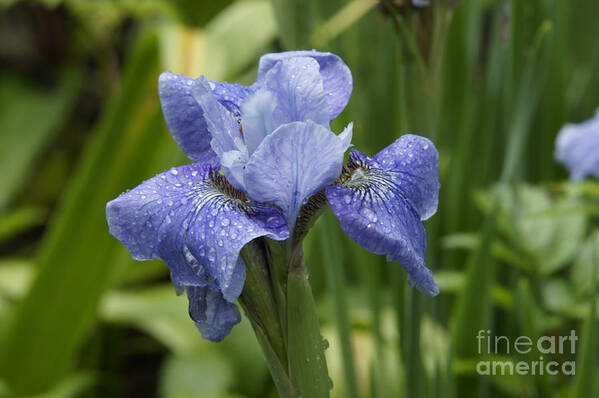 Flower Art Print featuring the photograph Purple Iris by Tina Hailey