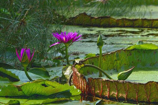 Victoria Lily Art Print featuring the photograph Purple Lotus on the Pond by Nadalyn Larsen