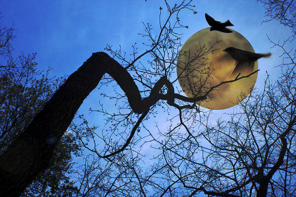 Purple Martin Prints Art Print featuring the photograph Purple Martin's Moon by Angel Martinez