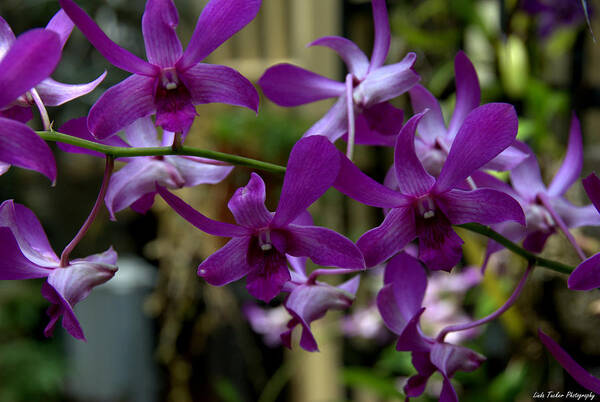 Nature Art Print featuring the photograph Purple on the Vine by Linda Tucker