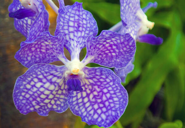 Orchid Art Print featuring the photograph Purple Orchid by Matthew Bamberg