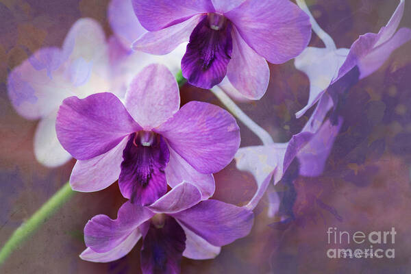 Flowers Art Print featuring the photograph Purple Orchids by Sally Simon