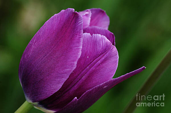 Photography Art Print featuring the photograph Purple Tulip by Larry Ricker