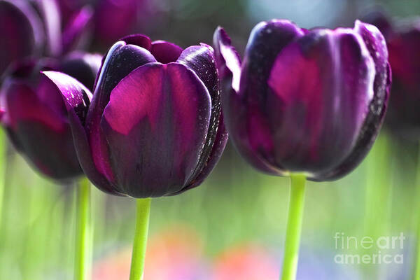 Tulip Art Print featuring the photograph Purple tulips by Heiko Koehrer-Wagner