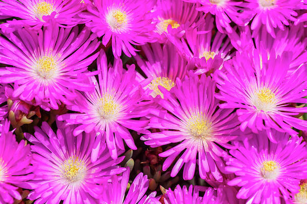 Purple Art Print featuring the photograph Purple Vygie Flowers Against Blue Sky by Peter Chadwick