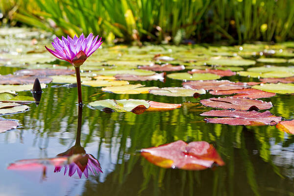 Beautiful Art Print featuring the photograph Purple Water Lily Flower in Lily Pond by Good Focused