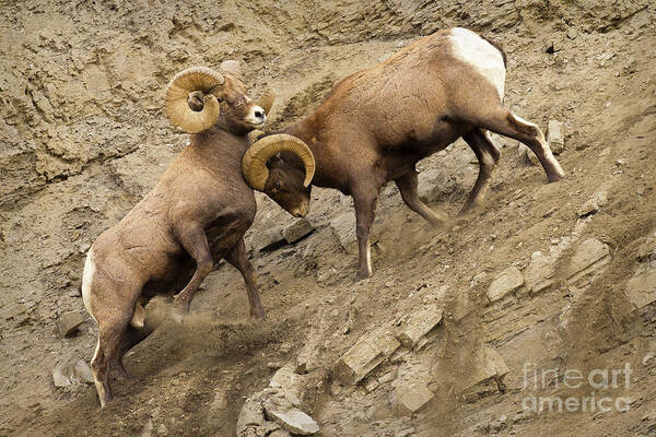 Bighorn Rams Art Print featuring the photograph Pushy by Aaron Whittemore