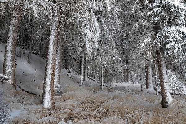 Forest Art Print featuring the photograph Quiet Wonder by Ed Hall