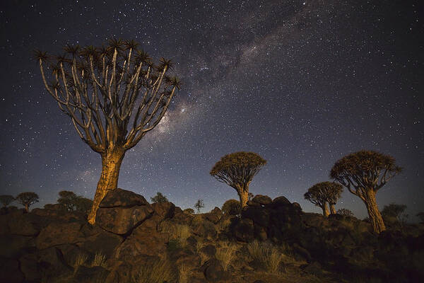 Vincent Grafhorst Art Print featuring the photograph Quiver Trees andThe Milky Way by Vincent Grafhorst