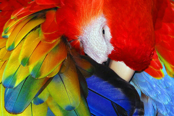 Macaw Art Print featuring the photograph Radiance by Dan Myers