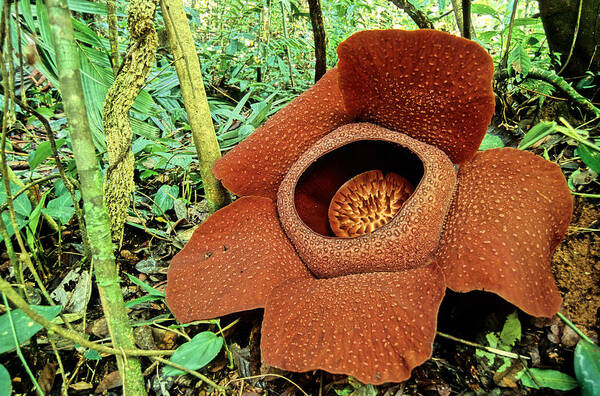 Plant Art Print featuring the photograph Rafflesia Kerrii Flower by Fletcher & Baylis