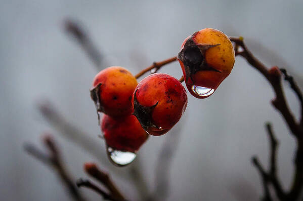 Turkey Brook Park Art Print featuring the photograph Rain Berries I by GeeLeesa Productions