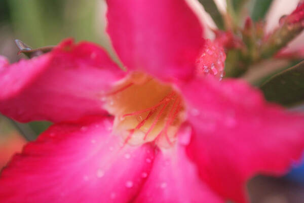 Tropic Art Print featuring the photograph Rain Season by Miguel Winterpacht