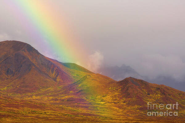00431055 Art Print featuring the photograph Rainbow Over Fall Tundra in Denali by Yva Momatiuk John Eastcott