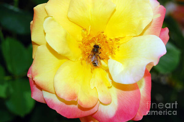 Bee Art Print featuring the photograph Rainbow Wings by Debra Thompson