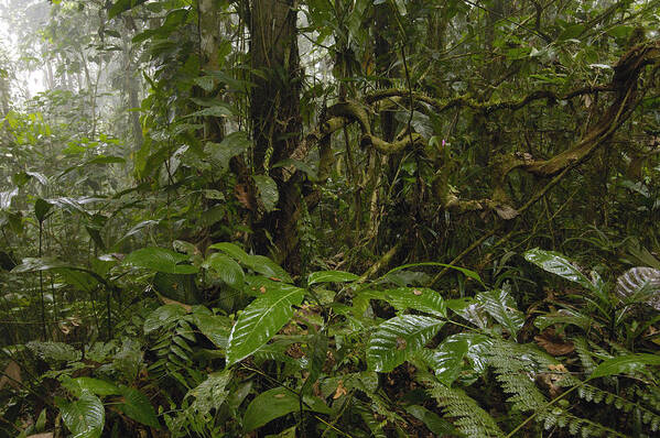 00210465 Art Print featuring the photograph Rainforest Andes Mountains Ecuador by Pete Oxford